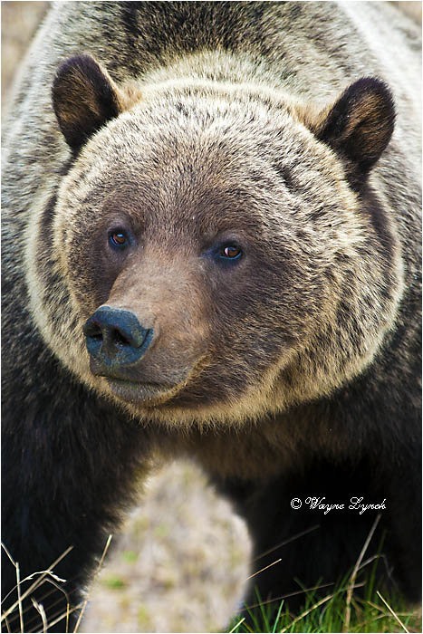 Mountain Grizzly Bear 101B by Dr. Wayne Lynch 